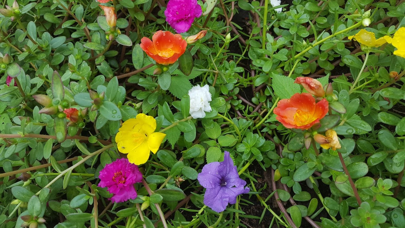 Plantas con flores de colores