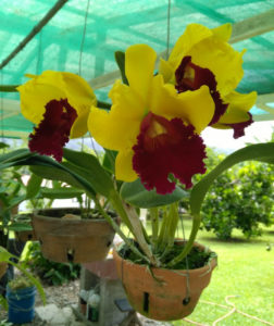 Orquídea con flores grandes amarrilas y vino tinto