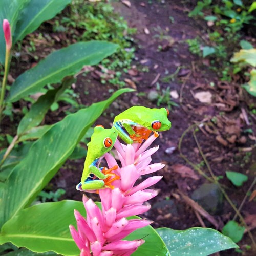 Ranas verdes sobre flor tropical rosada