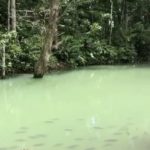 Peces en laguna con agua verde